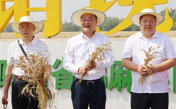 農(nóng)機(jī)田間走 集團(tuán)種植基地萬畝小麥喜開豐收第一鐮